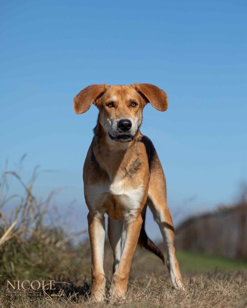 Enlarge Randy Travis, a Adoptable mixed breed in Evansville, IN image 4/4