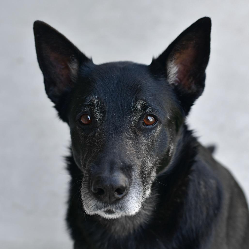 Enlarge Sandy, a Adoptable Shepherd in Ottawa, KS image 1/2