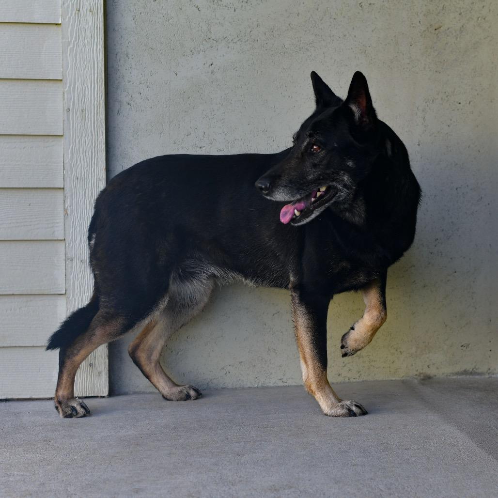 Enlarge Sandy, a Adoptable Shepherd in Ottawa, KS image 2/2