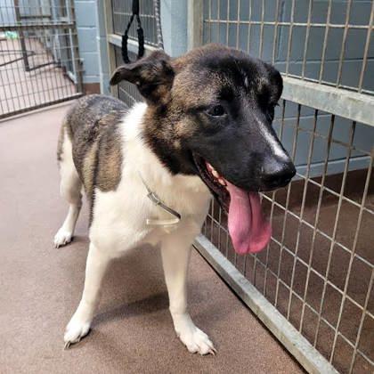 Enlarge Willa, a Adoptable mixed breed in Commerce, TX image 1/5