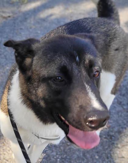 Enlarge Willa, a Adoptable mixed breed in Commerce, TX image 2/5