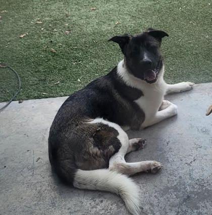 Enlarge Willa, a Adoptable mixed breed in Commerce, TX image 4/5