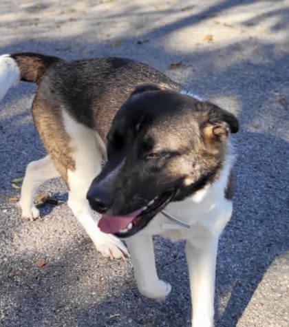 Enlarge Willa, a Adoptable mixed breed in Commerce, TX image 5/5