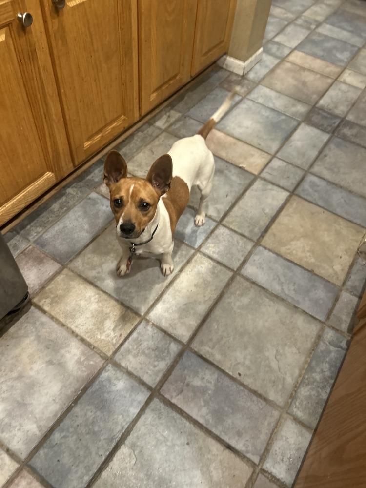 Enlarge Bruno, a Adoptable mixed breed in Parker, CO image 2/6