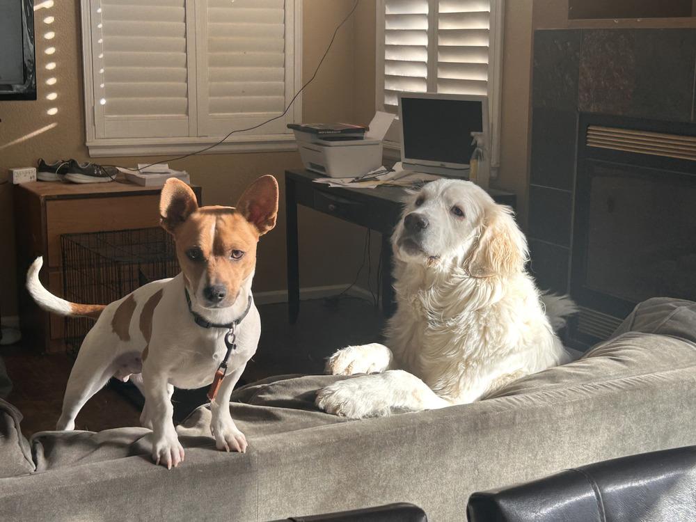 Enlarge Bruno, a Adoptable mixed breed in Parker, CO image 3/6