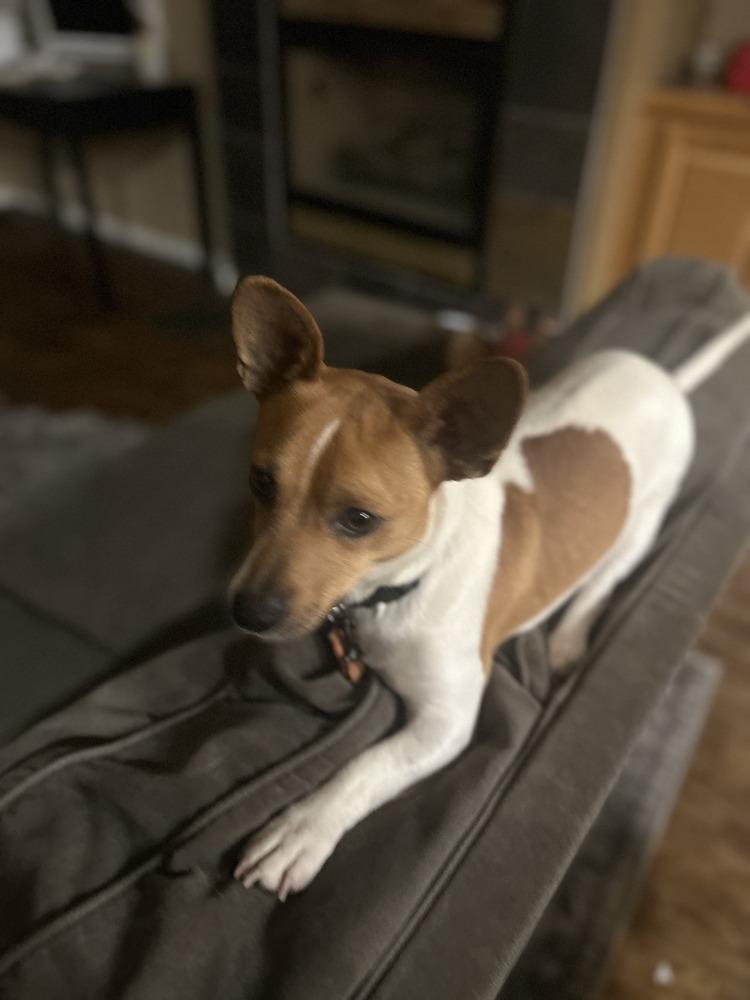 Enlarge Bruno, a Adoptable mixed breed in Parker, CO image 5/6