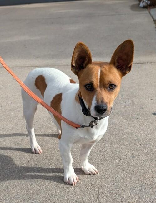 Enlarge Bruno, a Adoptable mixed breed in Parker, CO image 6/6