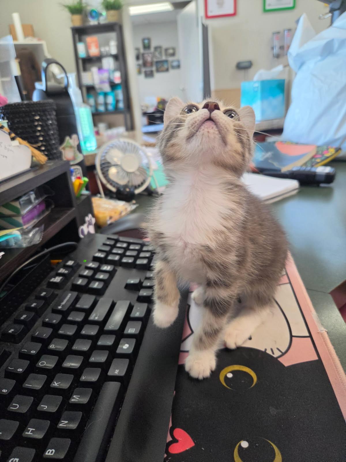 Enlarge BMO, a Adopted Tabby in Tallahassee, FL image 3/3