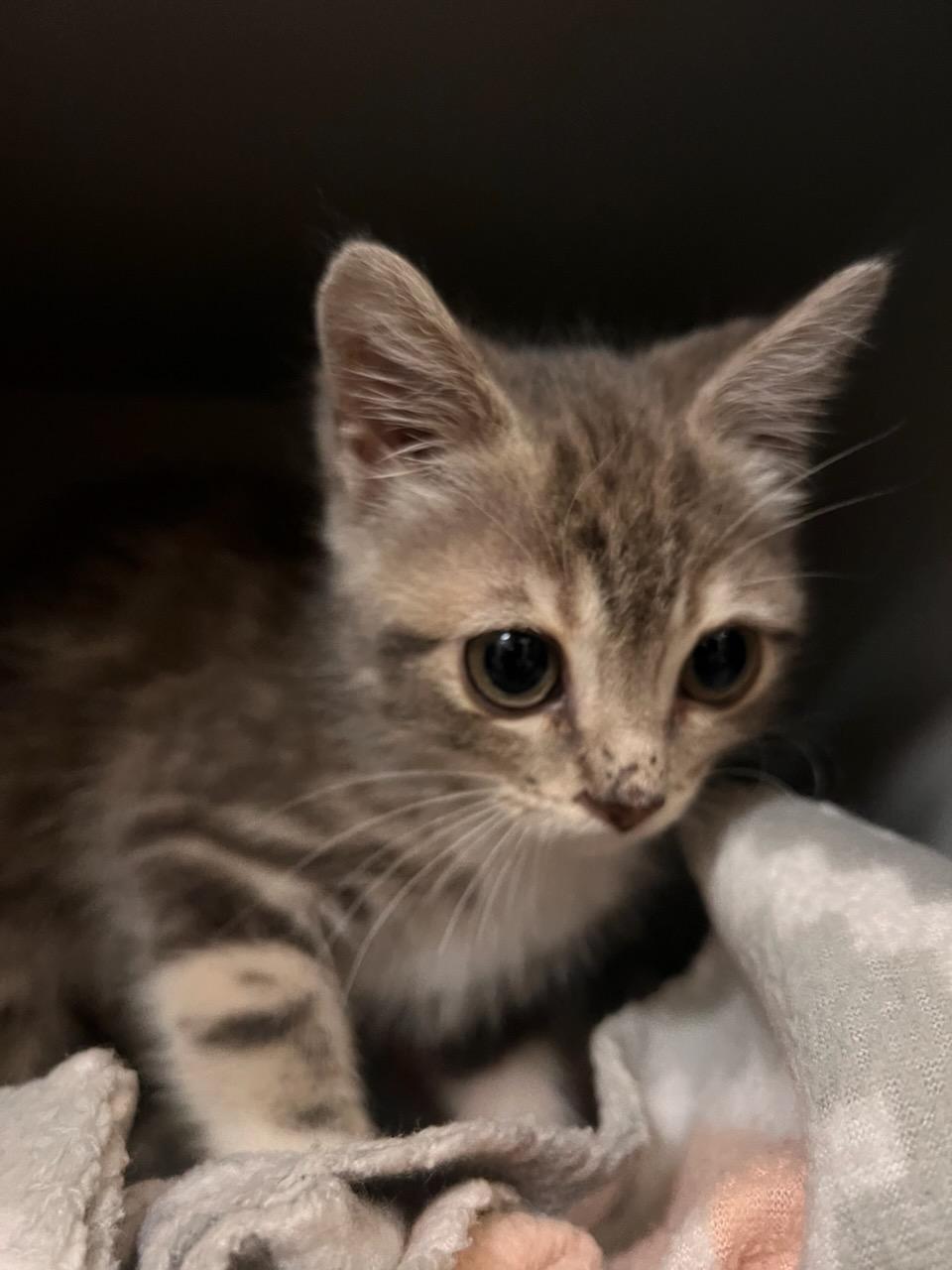 Enlarge BMO, a Adopted Tabby in Tallahassee, FL image 2/3