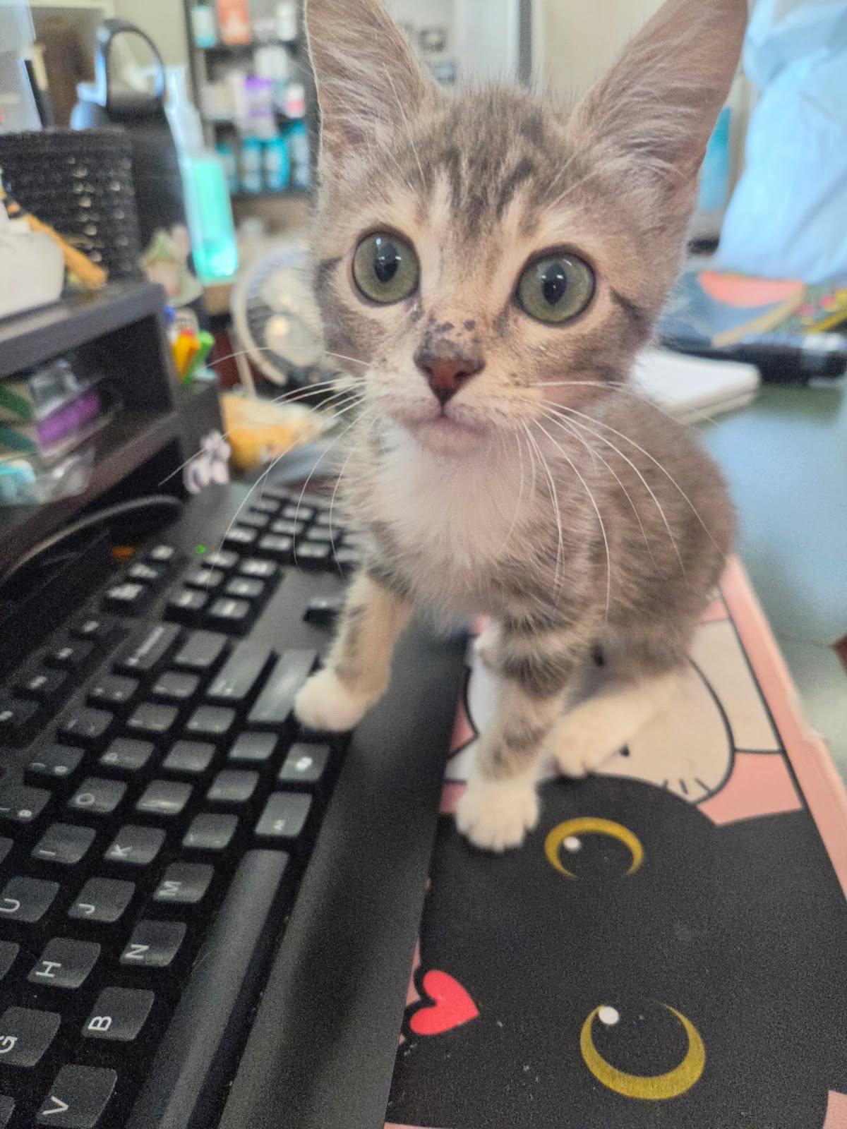 BMO, Adopted, Young Female Tabby.