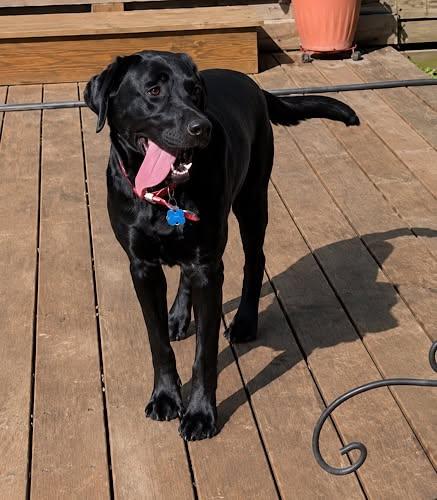 Enlarge Baloo 4, a ADOPTABLE Black Labrador Retriever in Killingworth, CT image 3/6