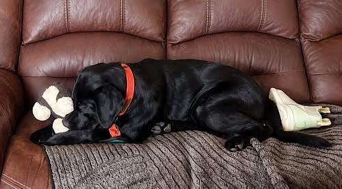 Enlarge Baloo 4, a ADOPTABLE Black Labrador Retriever in Killingworth, CT image 5/6