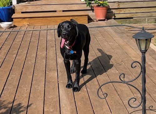 Enlarge Baloo 4, a ADOPTABLE Black Labrador Retriever in Killingworth, CT image 2/6