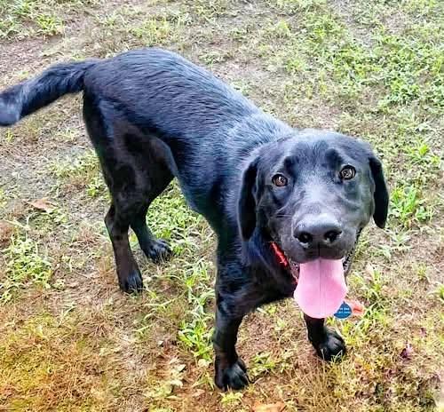 Enlarge Baloo 4, a ADOPTABLE Black Labrador Retriever in Killingworth, CT image 1/6
