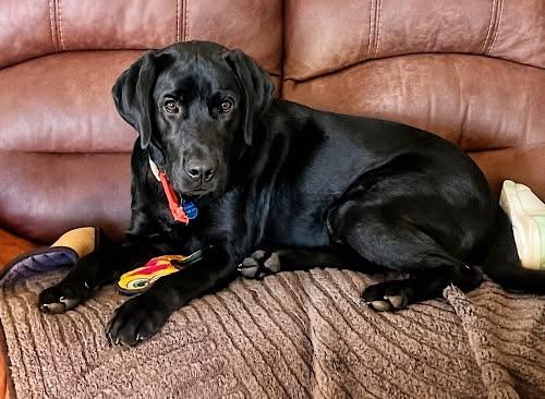 Enlarge Baloo 4, a ADOPTABLE Black Labrador Retriever in Killingworth, CT image 4/6