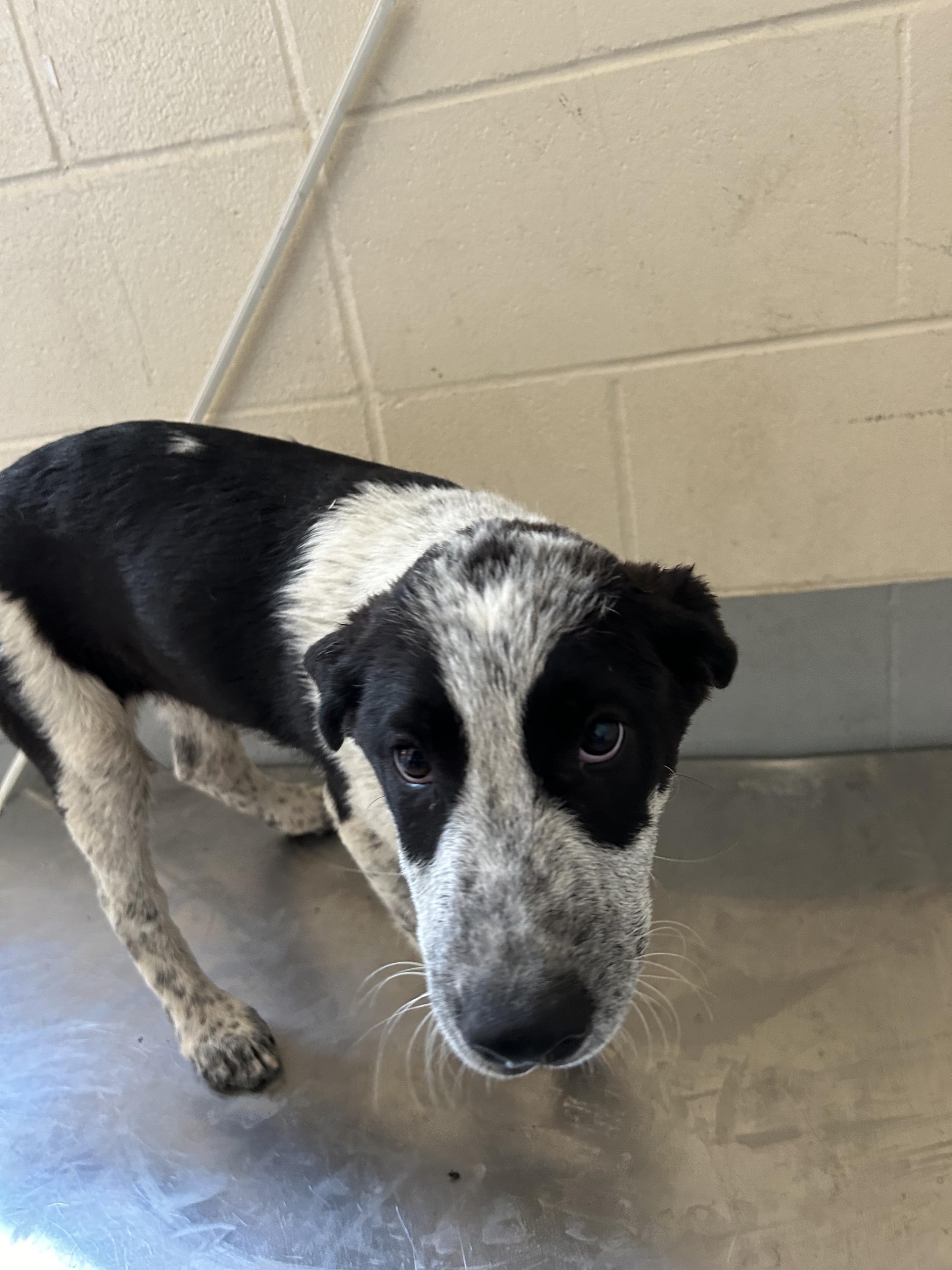 Hanzel, an adopted Australian Cattle Dog / Blue Heeler Mix in Beatrice, NE_image-1