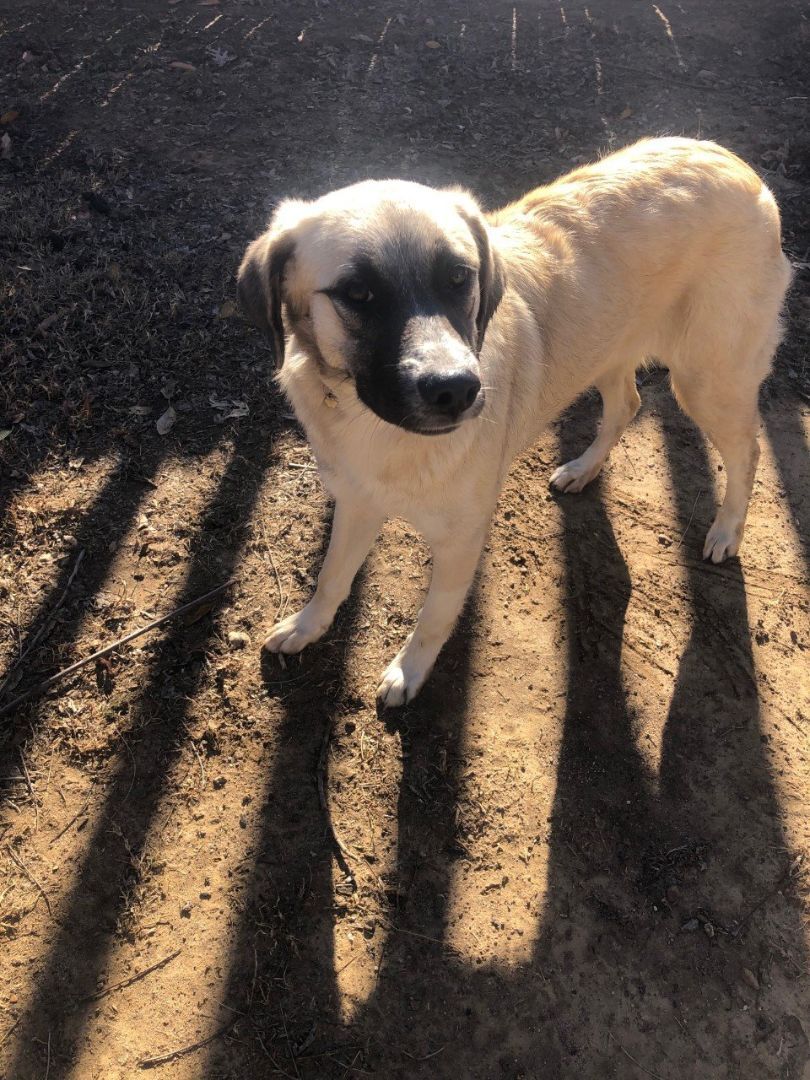 Enlarge Reese, a Adoptable mixed breed image 1/3