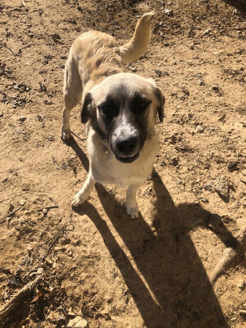 Enlarge Reese, a Adoptable mixed breed image 2/3