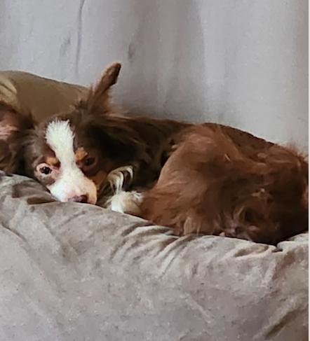 Enlarge Milo: COURTESY POST, a Adoptable Australian Shepherd in Fort Leavenworth, KS image 2/4