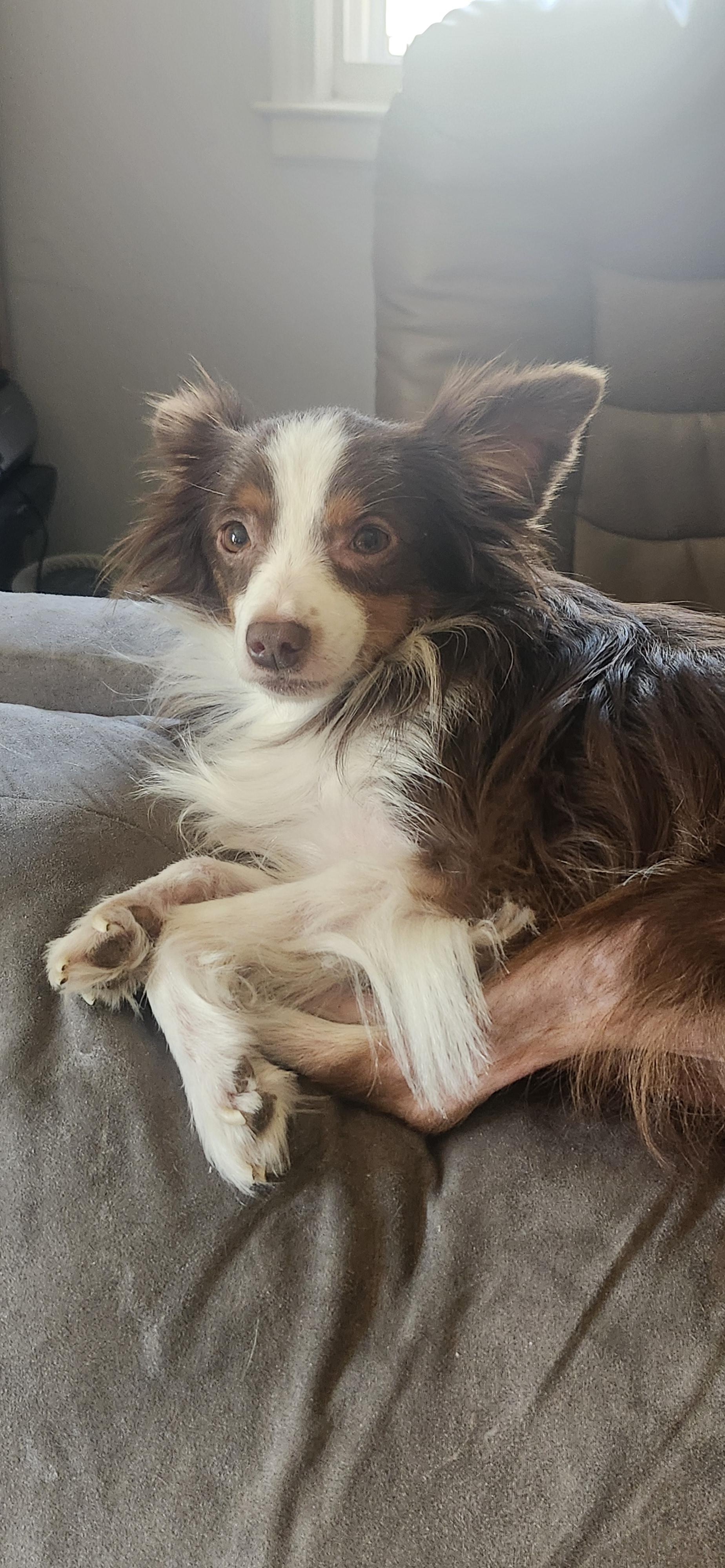 Enlarge Milo: COURTESY POST, a Adoptable Australian Shepherd in Fort Leavenworth, KS image 1/4