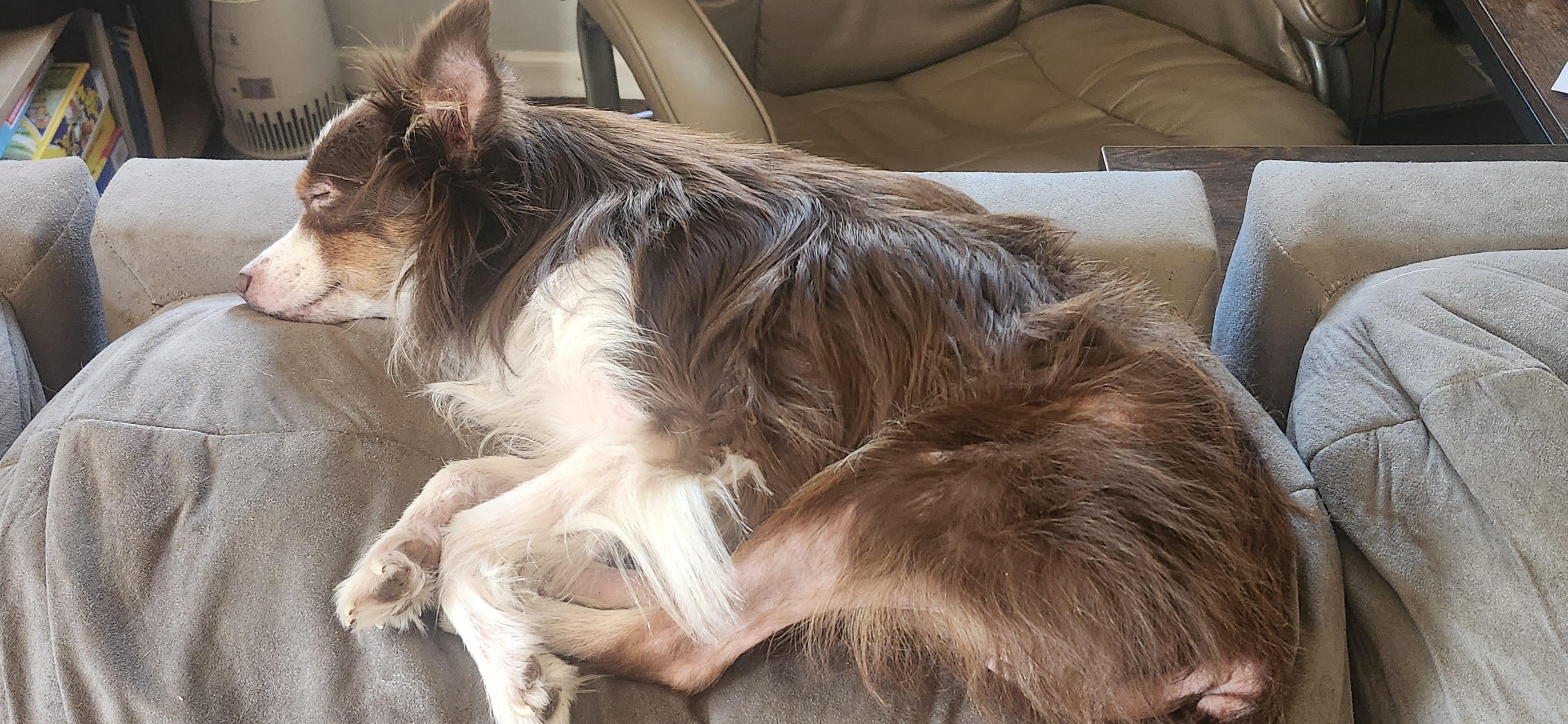 Enlarge Milo: COURTESY POST, a Adoptable Australian Shepherd in Fort Leavenworth, KS image 3/4