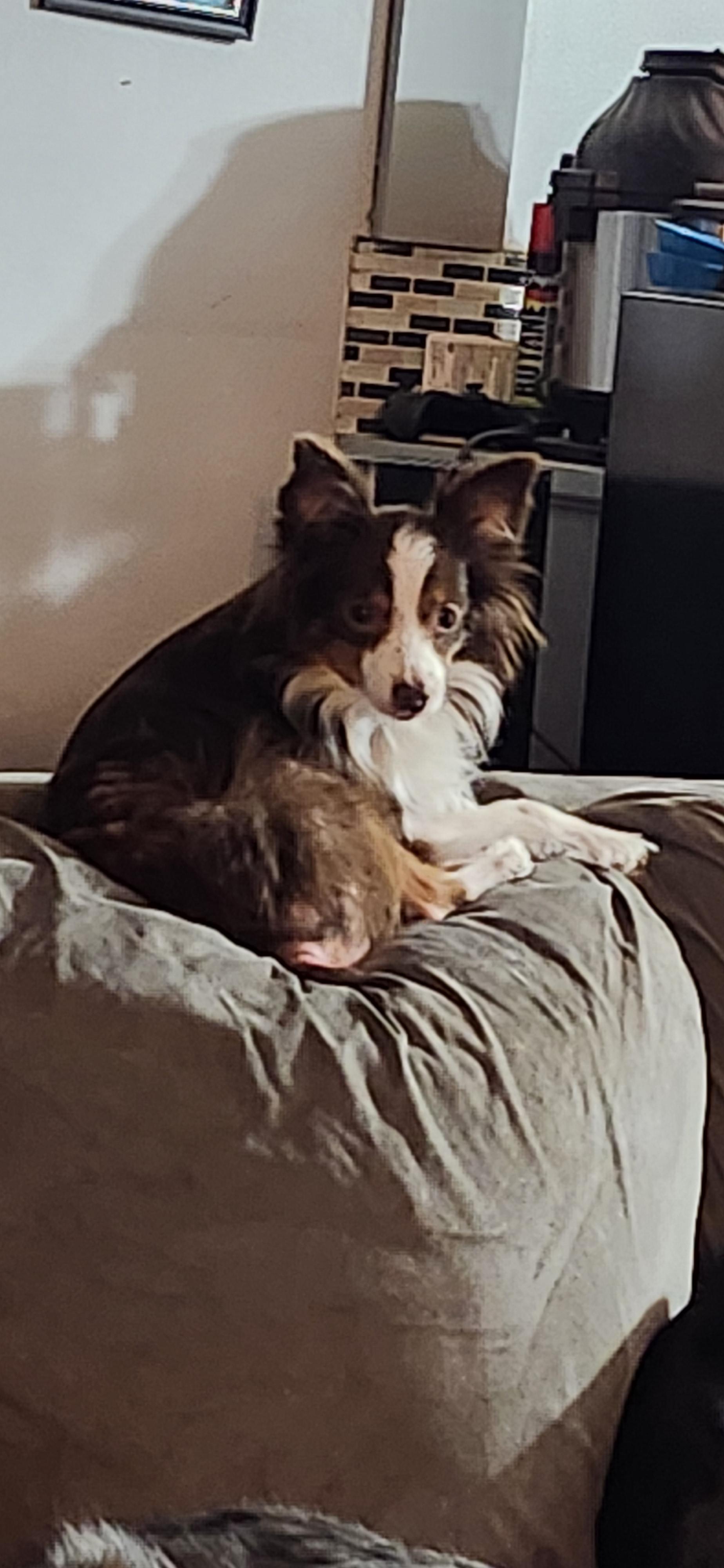 Enlarge Milo: COURTESY POST, a Adoptable Australian Shepherd in Fort Leavenworth, KS image 4/4