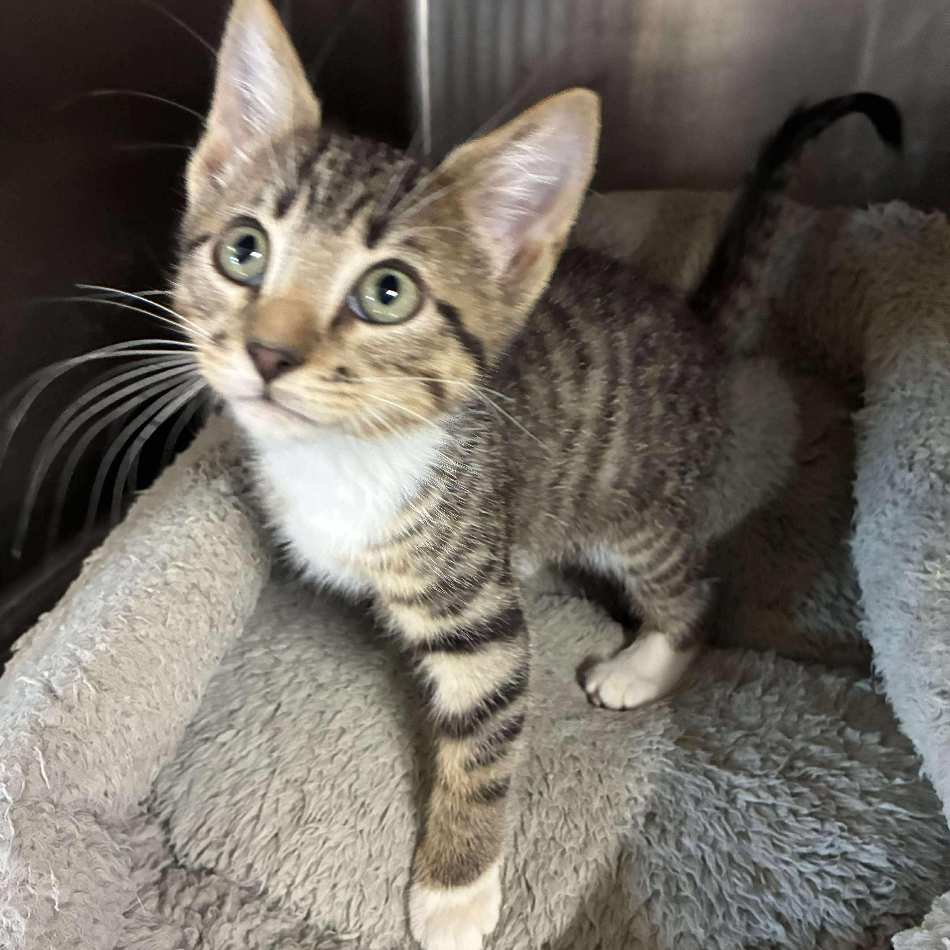 Linguine, a Adoptable mixed breed in Petersburg, IL image 3/5