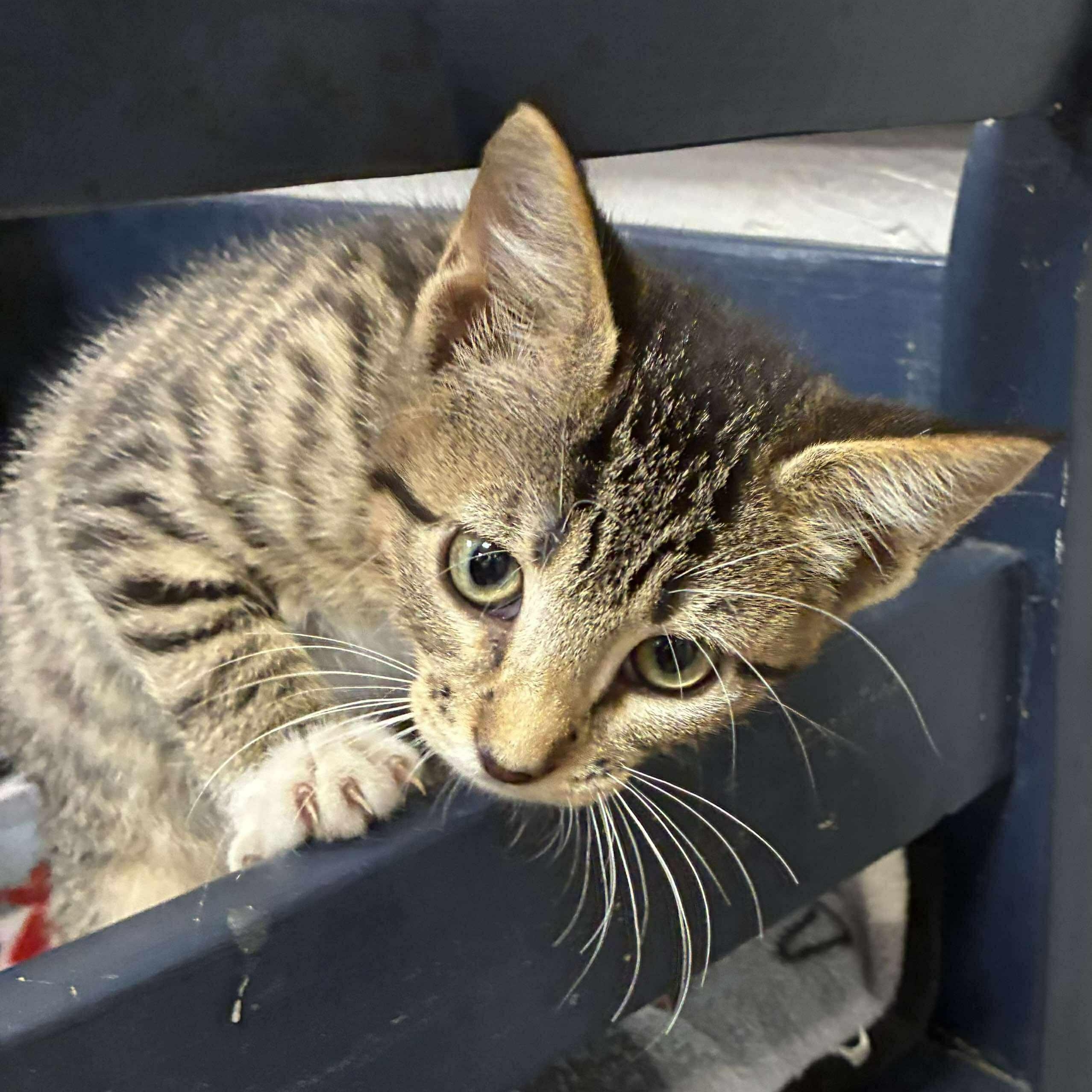 Linguine, a Adoptable mixed breed in Petersburg, IL image 2/5