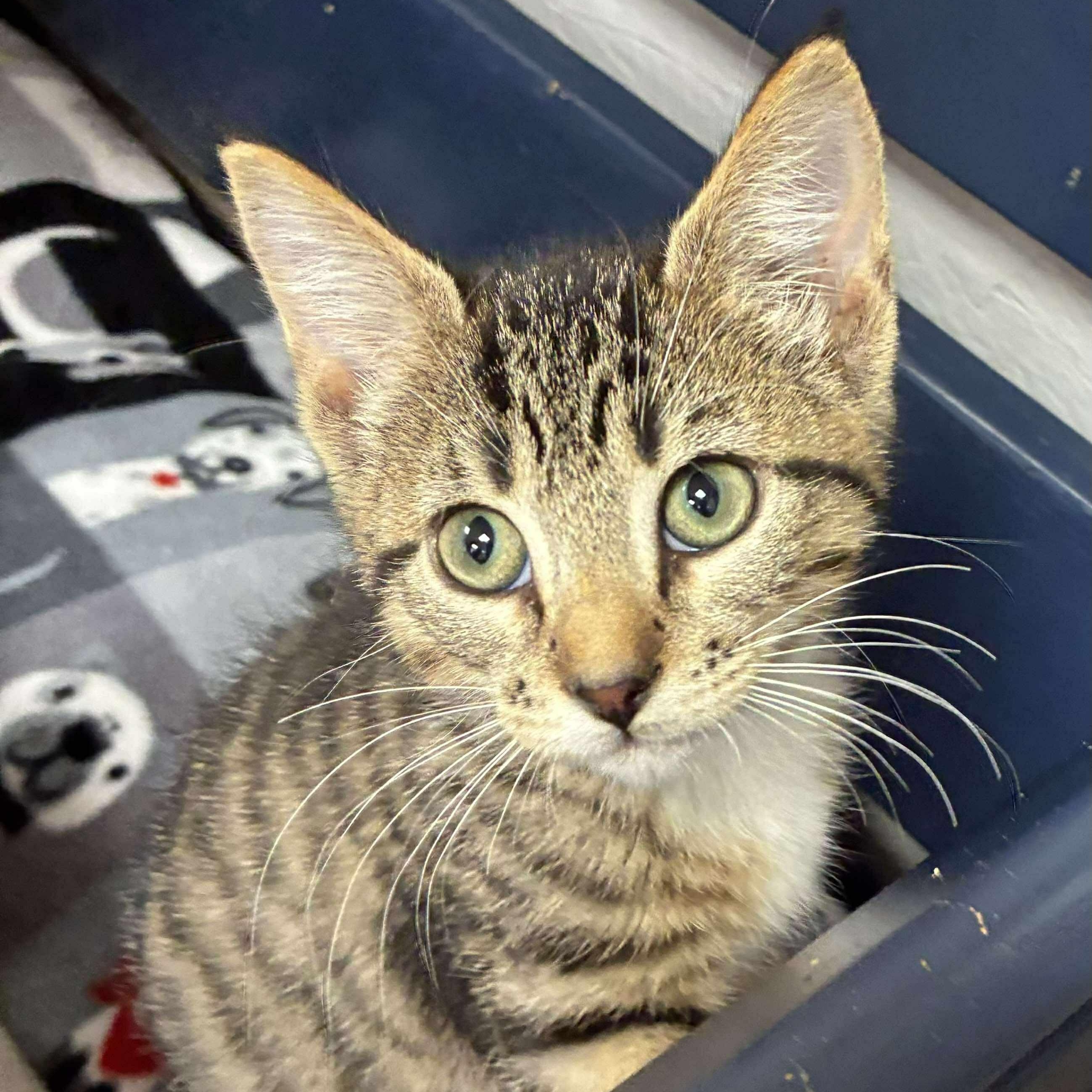 Linguine, Adoptable, Kitten Female Domestic Short Hair & Tabby.