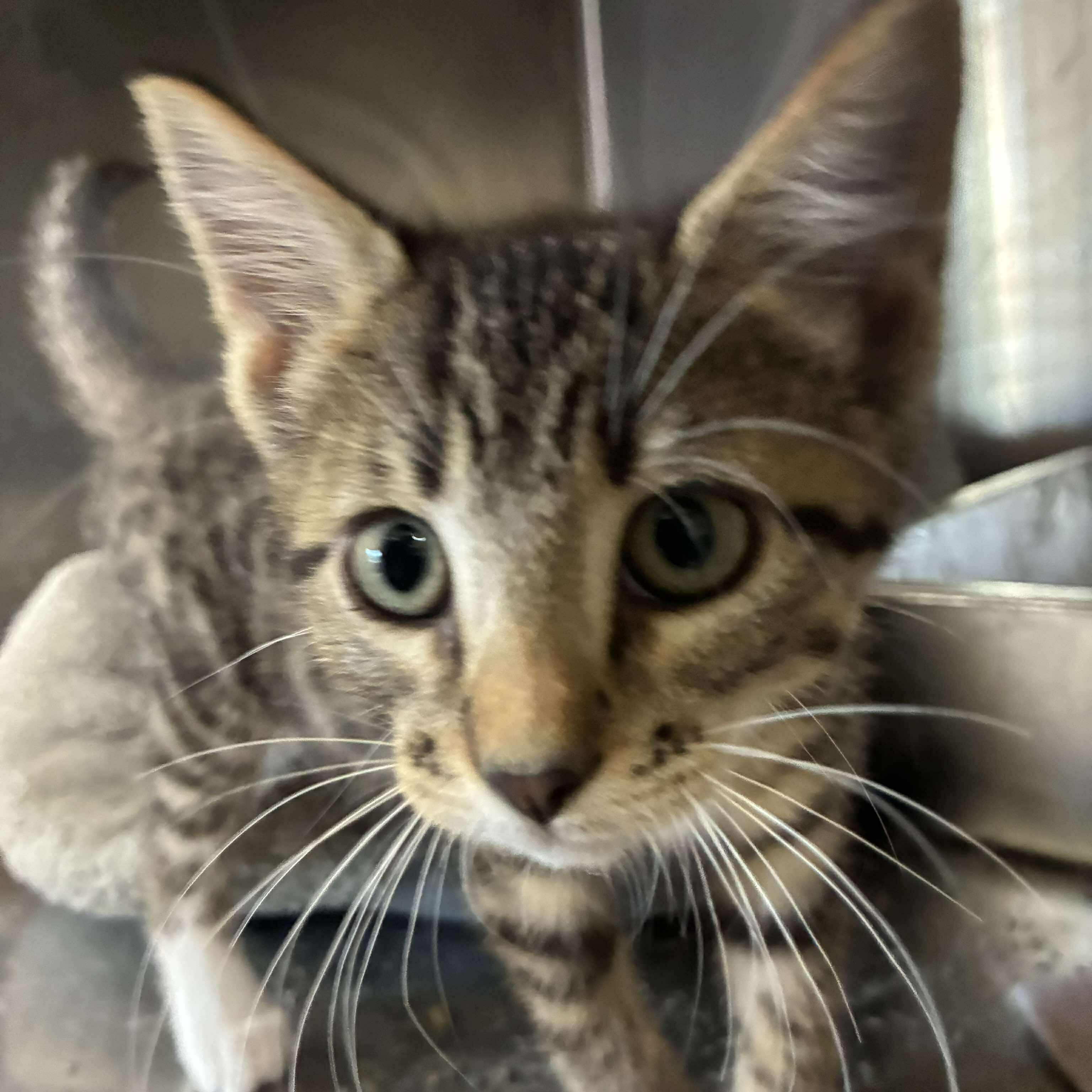 Linguine, a Adoptable mixed breed in Petersburg, IL image 4/5