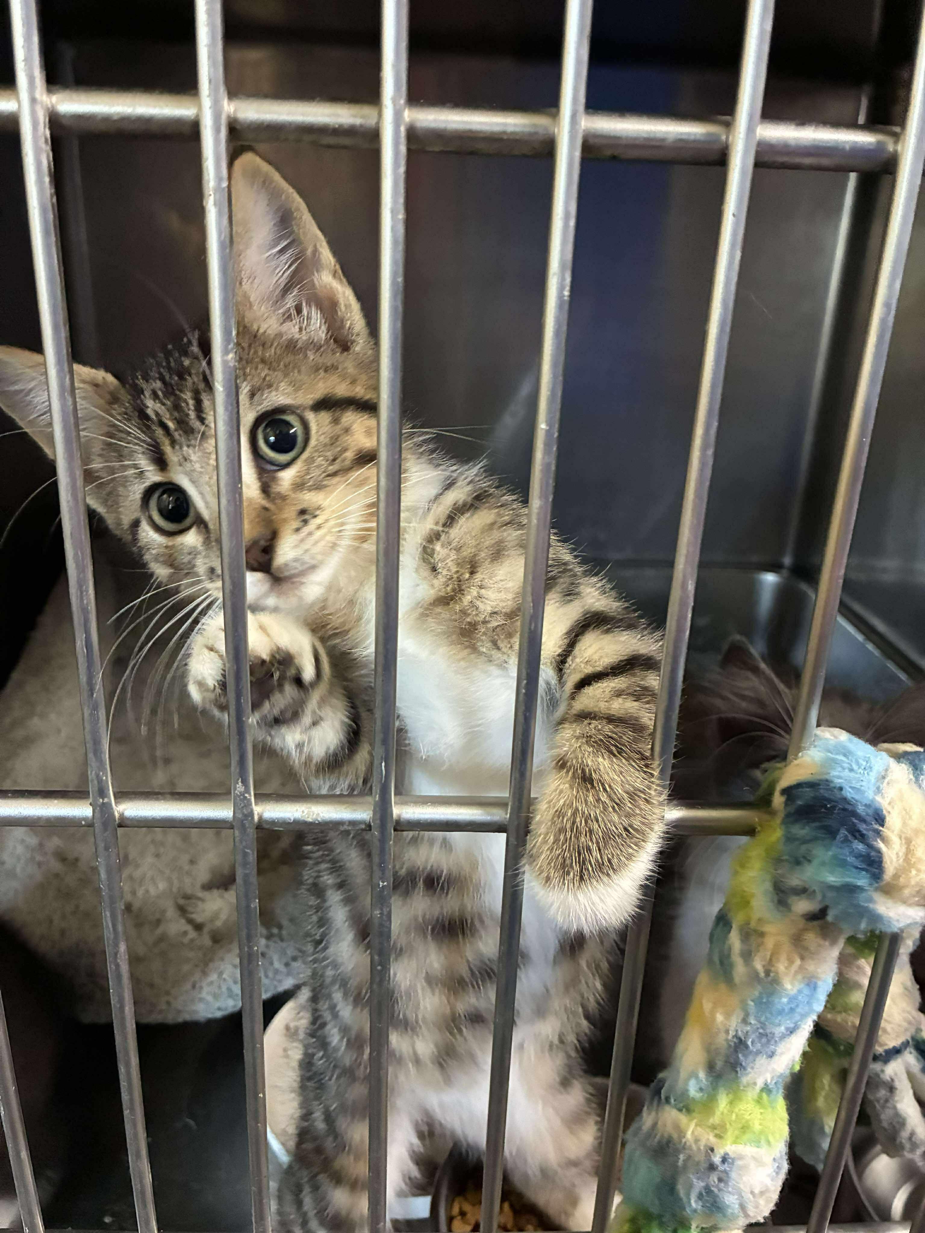 Linguine, a Adoptable mixed breed in Petersburg, IL image 5/5