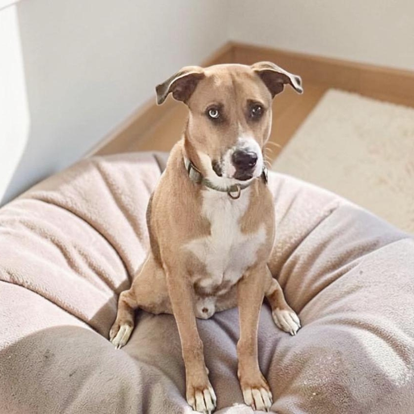 Enlarge Topo, a Adoptable mixed breed in Latham, NY image 3/6