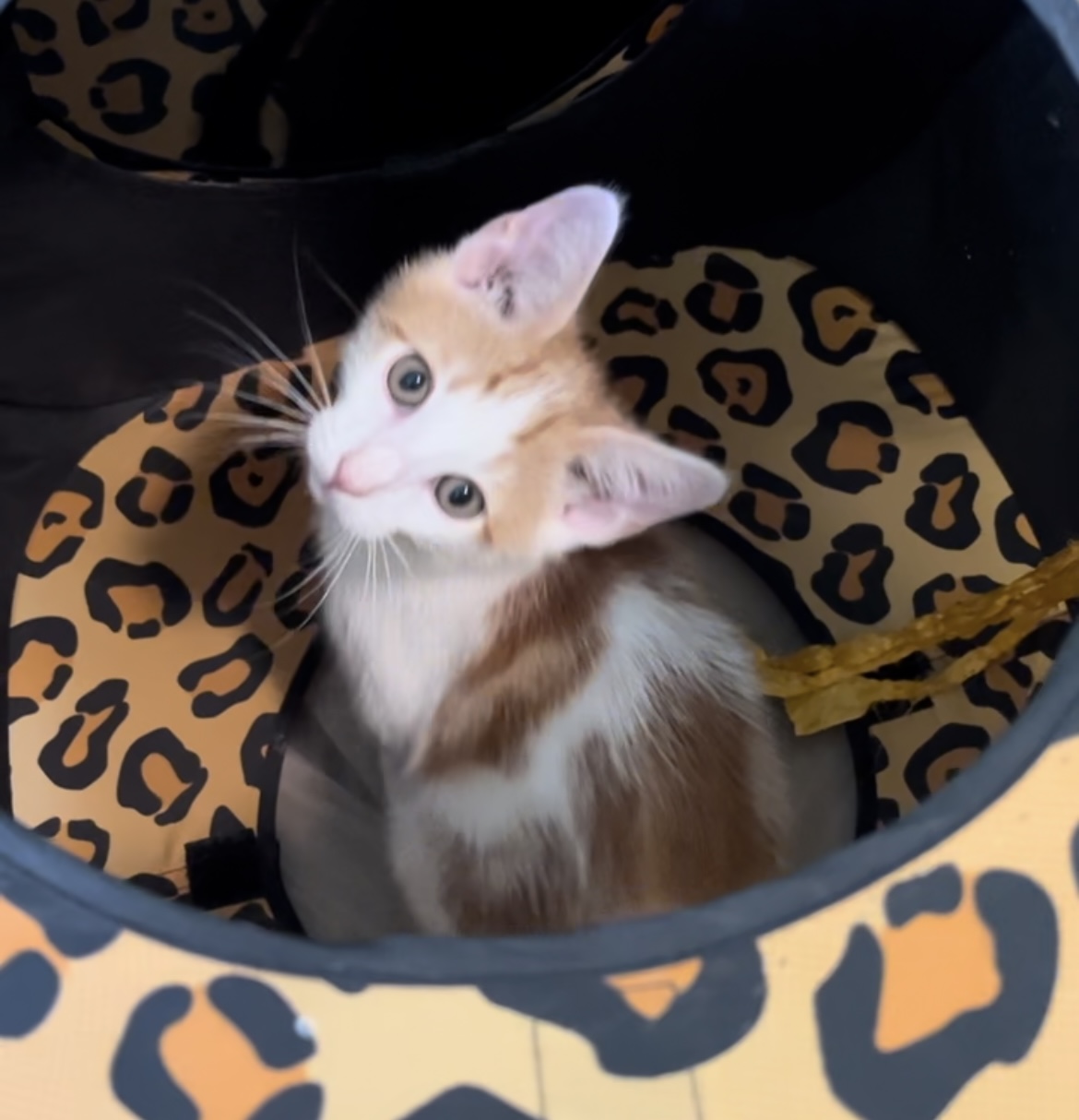 Baxter (rr), Adoptable, Kitten Male Tabby & Tuxedo.