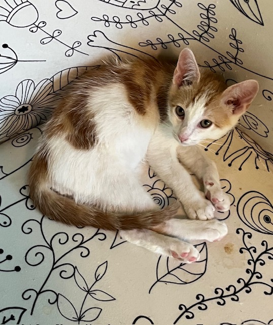 Enlarge Baxter (rr), a Adoptable mixed breed in Woodland Hills, CA image 2/4