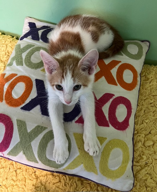 Enlarge Baxter (rr), a Adoptable mixed breed in Woodland Hills, CA image 3/4