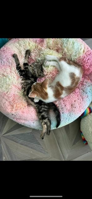 Enlarge Baxter (rr), a Adoptable mixed breed in Woodland Hills, CA image 4/4