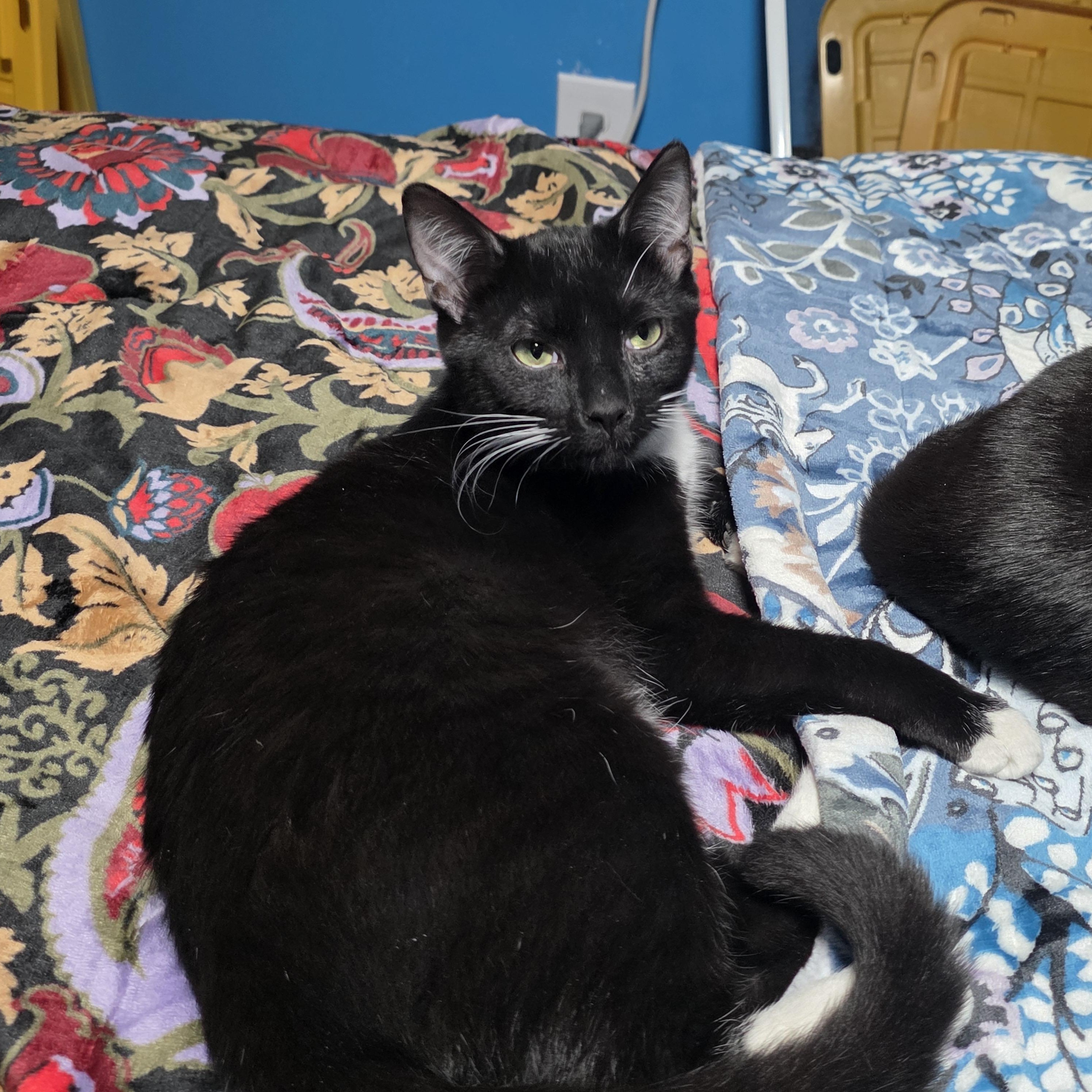 Enlarge Wyatt, a Adoptable Domestic Short Hair in Cortland, NY image 1/1