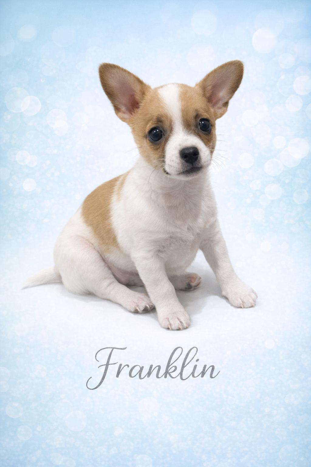 Franklin, Adoptable, Puppy Male Chihuahua.