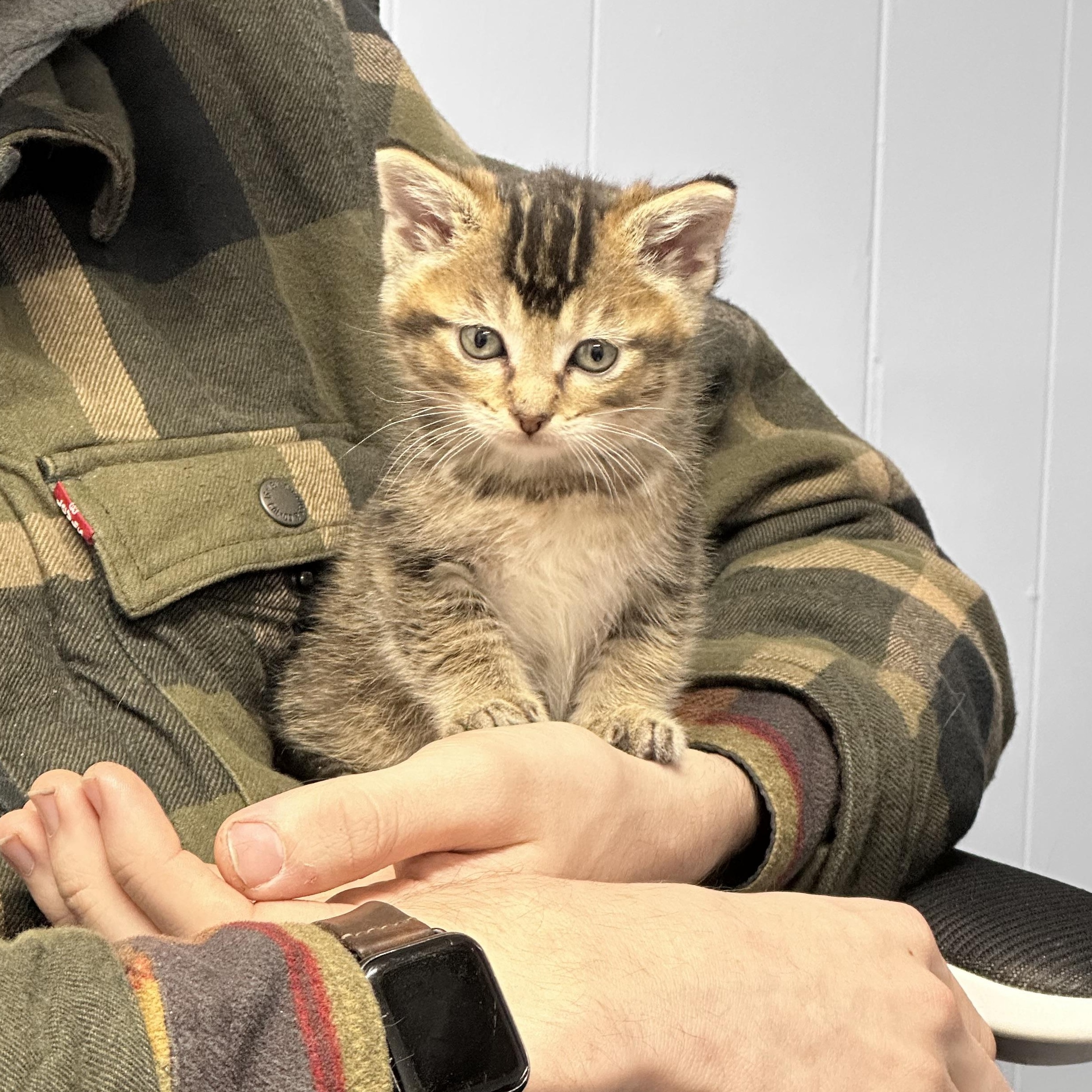 Ramsey, Adoptable, Kitten Male American Wirehair & Tabby.