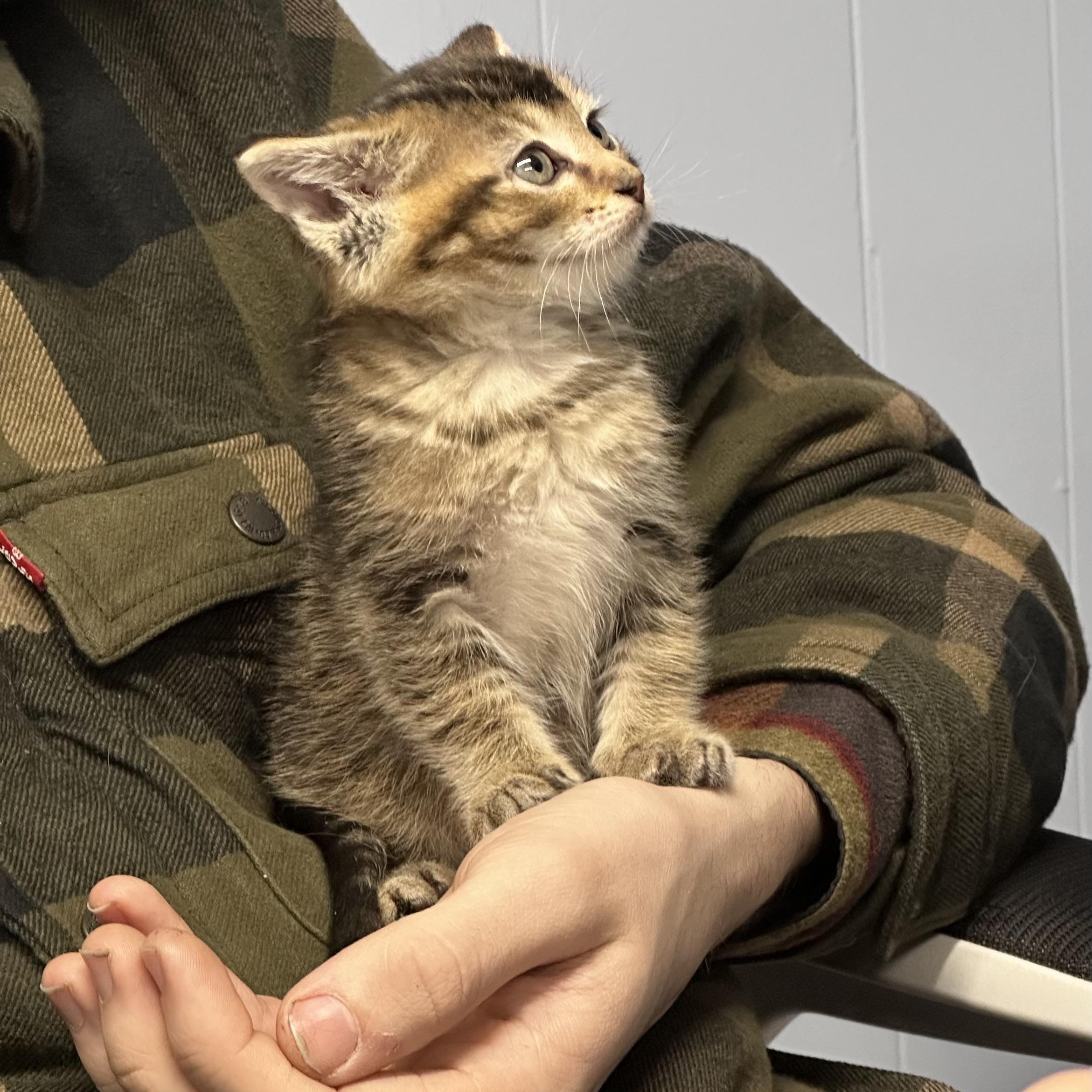 Enlarge Ramsey, a Adoptable mixed breed in Mount Vernon, IL image 3/4