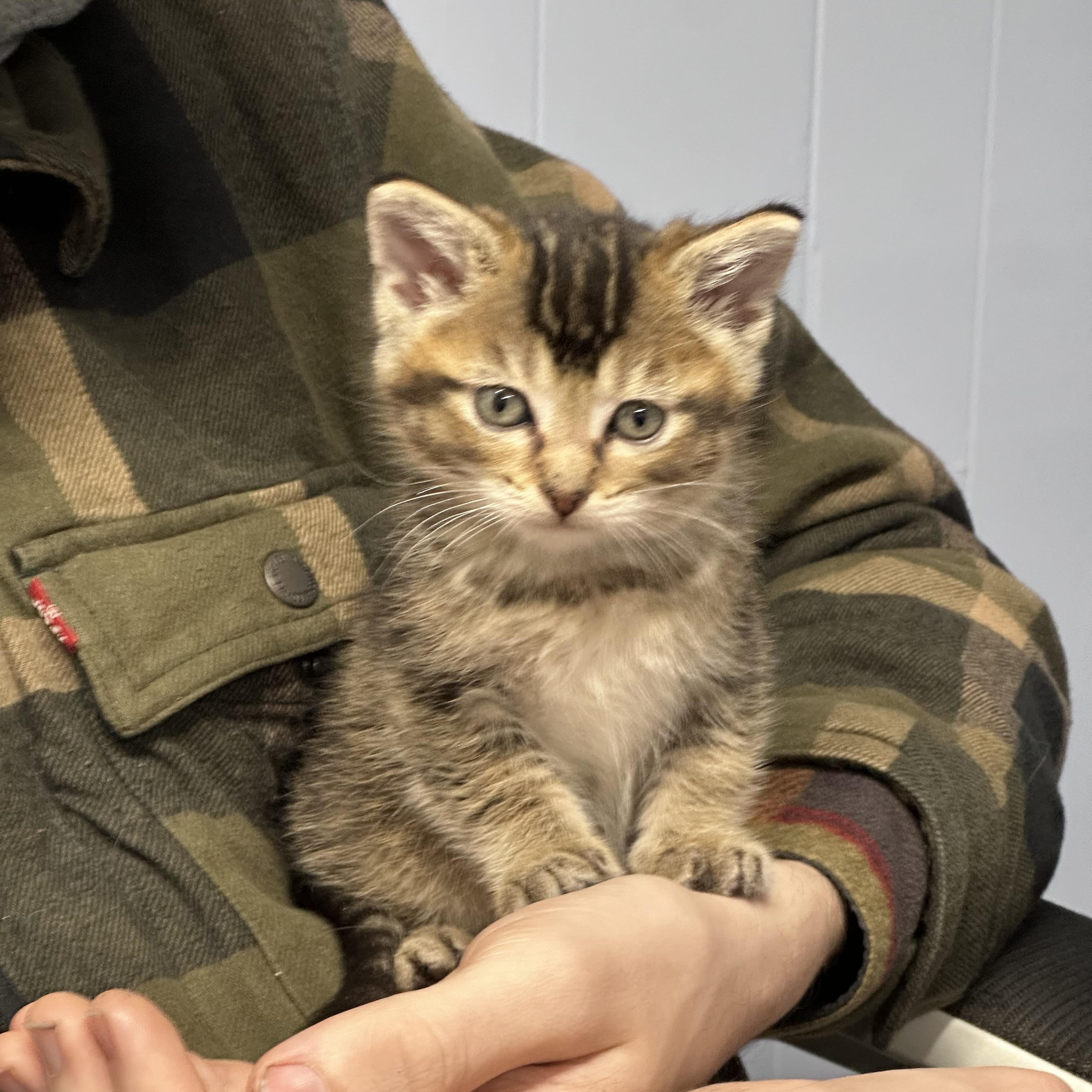 Enlarge Ramsey, a Adoptable mixed breed in Mount Vernon, IL image 4/4