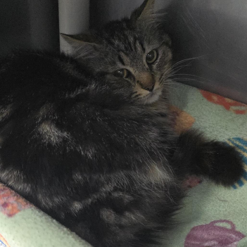 Greer 26-0268, Adoptable, Adult Male Domestic Medium Hair.