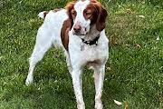 Caleb, ADOPTABLE, Young Male Brittany Spaniel.