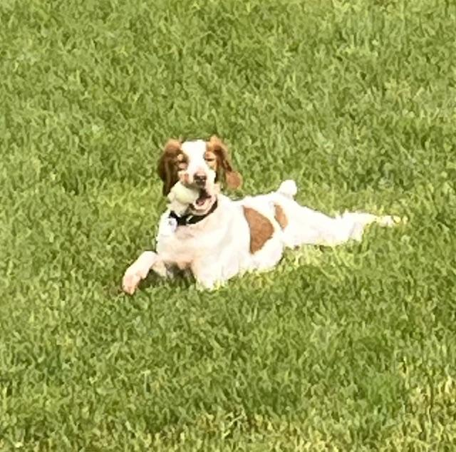 Enlarge Caleb, a ADOPTABLE Brittany Spaniel in Marion, MA image 2/4