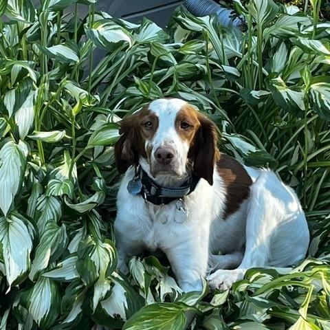 Enlarge Caleb, a ADOPTABLE Brittany Spaniel in Marion, MA image 3/4