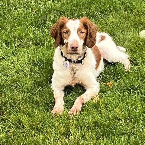 Enlarge Caleb, a ADOPTABLE Brittany Spaniel in Marion, MA image 4/4