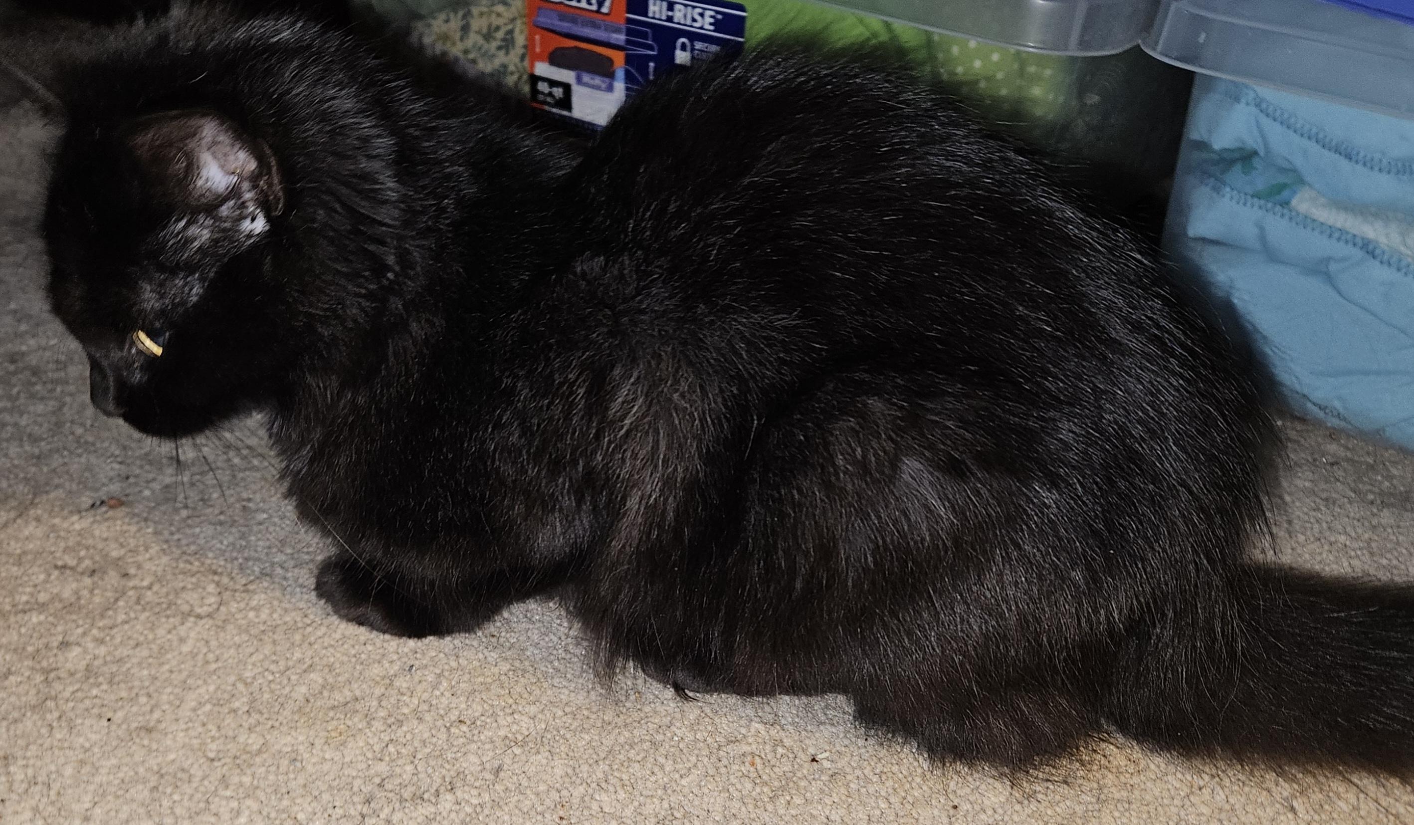 Melody, a Adoptable Domestic Long Hair in Mansfield, PA image 2/4