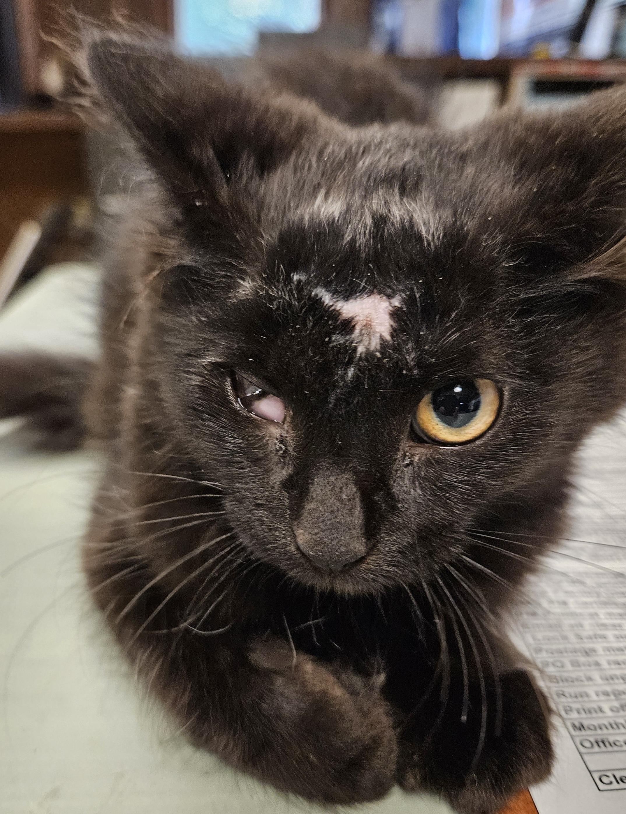 Melody, a Adoptable Domestic Long Hair in Mansfield, PA image 3/4
