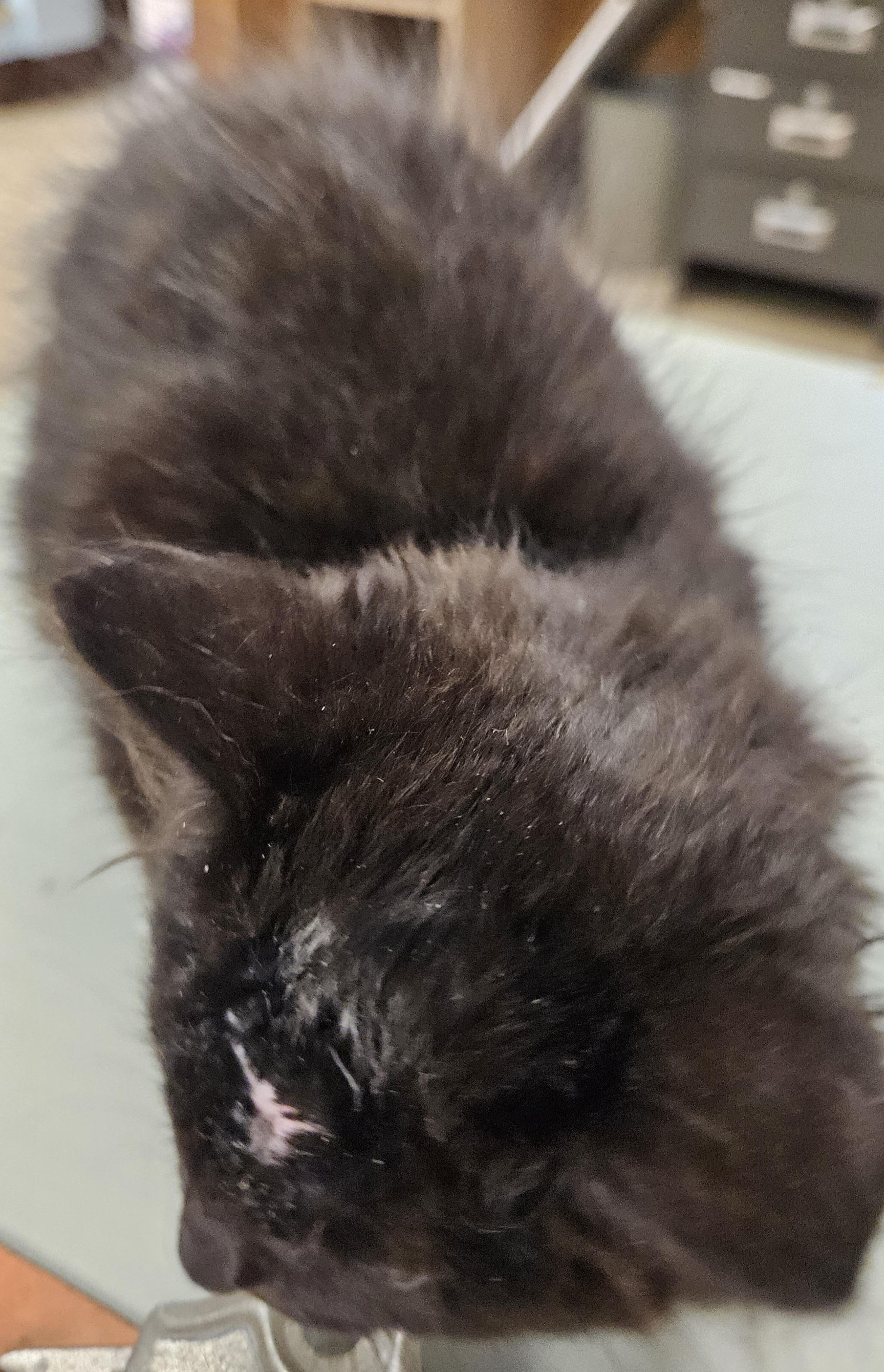 Melody, a Adoptable Domestic Long Hair in Mansfield, PA image 4/4