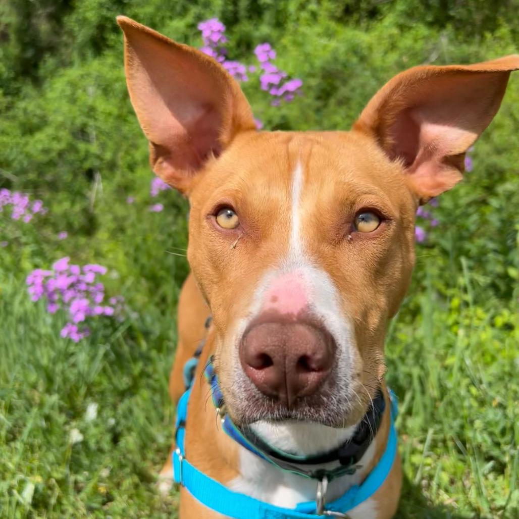 Tripp, Adoptable, Young Male Mixed Breed.